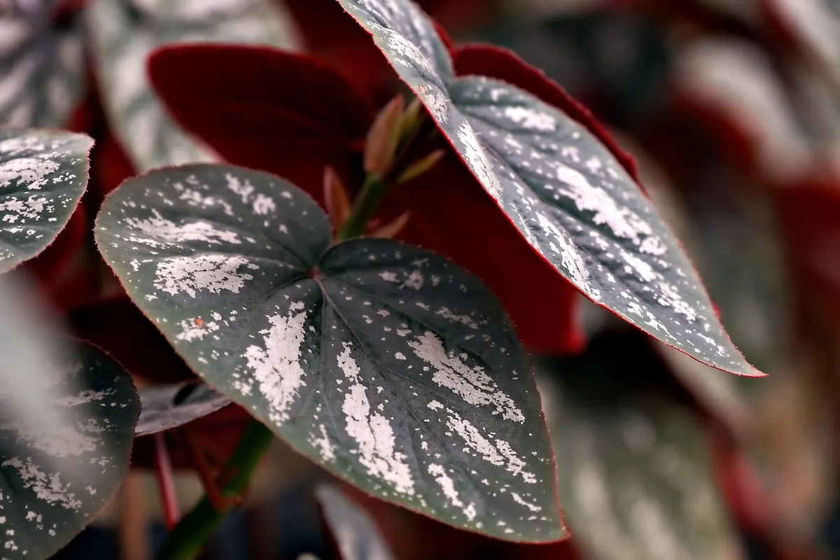 How to Revive an Overwatered Houseplant Without Repotting