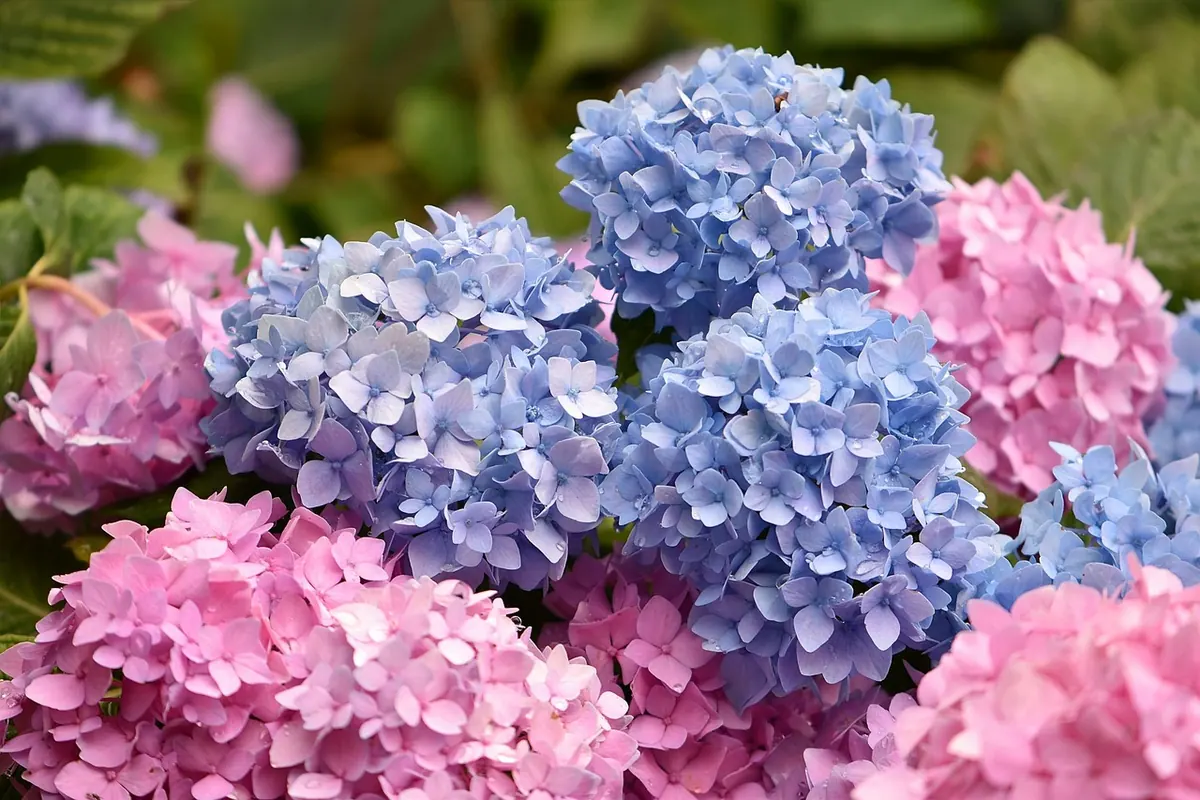 Why Your Hydrangeas Change Colour: Soil pH Explained